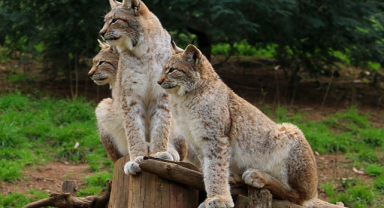 Vaşak İle İlgili Sözler