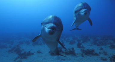 Yunus İle İlgili Sözler