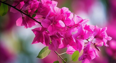 Açelya Çiçeği İle İlgili Sözler