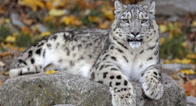 Kar Leoparı Tehditler ve Koruma
