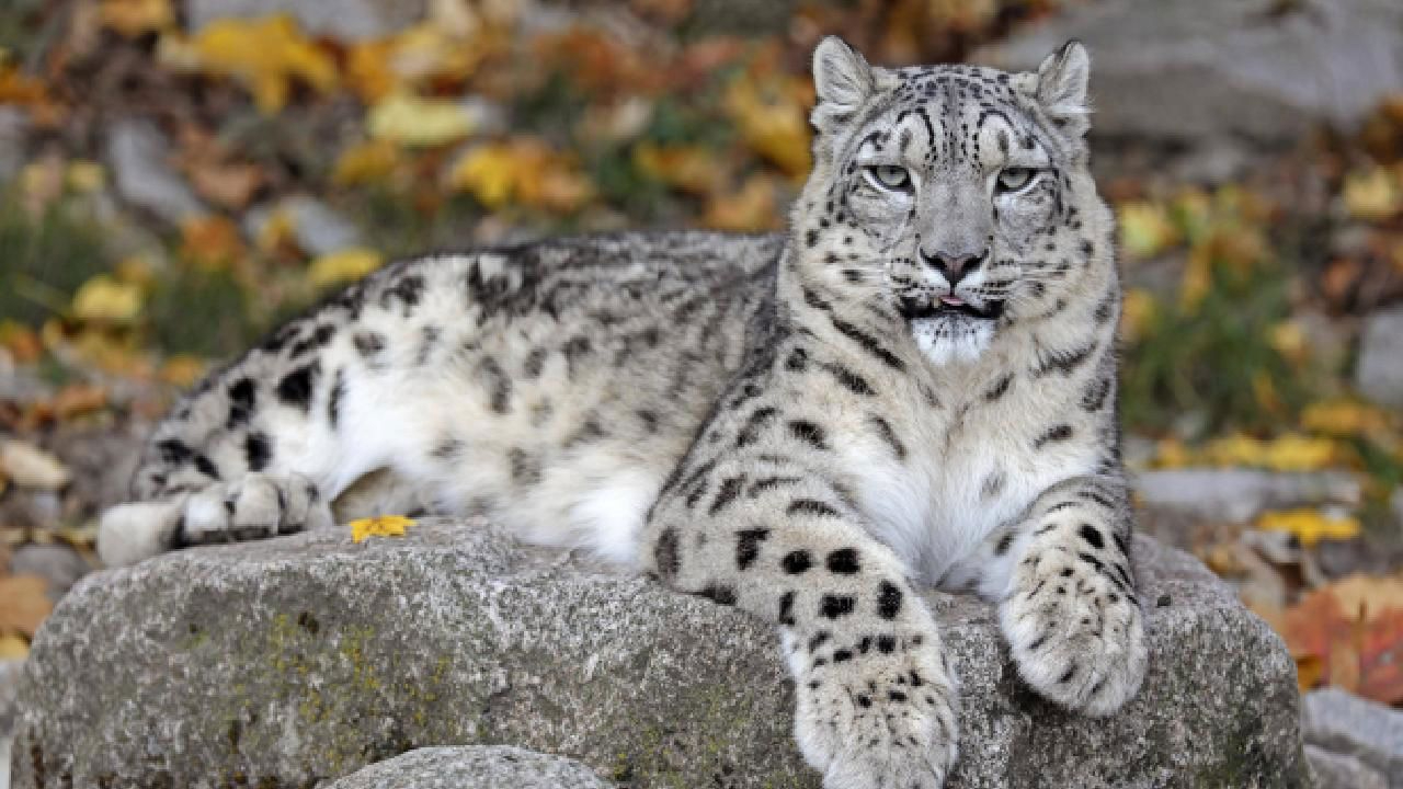 Kar Leoparı Tehditler ve Koruma