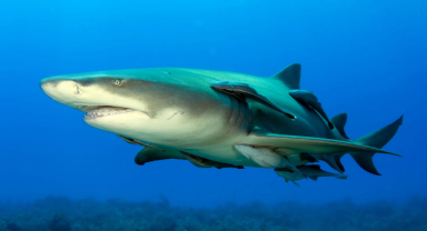 Limon Köpek Balığı