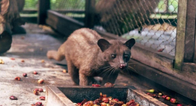 Luwak Kedisi