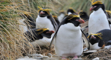 Makaroni Pengueni Özellikleri, Yaşam Alanı, Davranışları ve Koruma Durumu