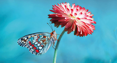 Nezaket İle İlgili Sözler