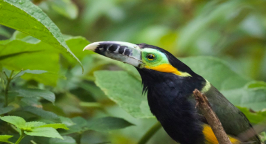 Nokta Gagalı Toucanet (Spot-billed toucanet)