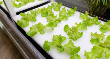 Topraksız Üretim Geleceğin Tarım Yöntemi