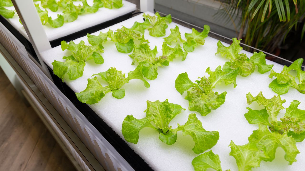 Topraksız Üretim Geleceğin Tarım Yöntemi