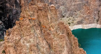 Yaban Keçileri Hakkında Bilgiler