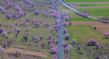 Badem Ağacı Yetiştirilmesi ve Faydaları