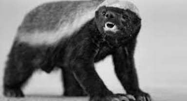 Bal Porsuğu Vahşi Doğadaki Sert Hayatta Kalan