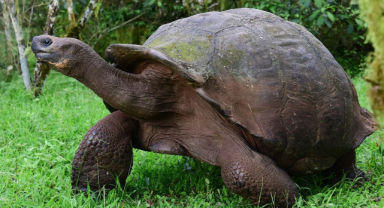 Dev Galapagos Kaplumbağası Zamanın Devleri