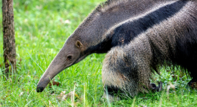 Dev Karıncayiyen Uzun Dilli Güçlü Dev