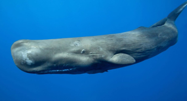 İspermeçet Balinası Okyanusların Devleri