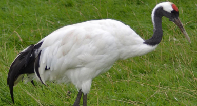 Japon Turnası Uçan Bir Masal