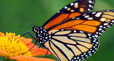 Kral Kelebeği Göçmen Güzel