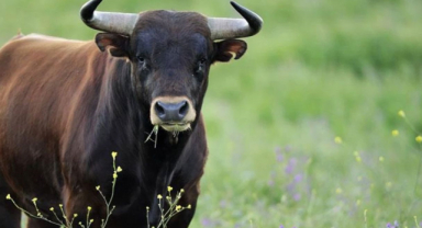 Öküz Sendromu Nedir?