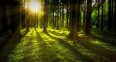 Orman İle İlgili Sözler