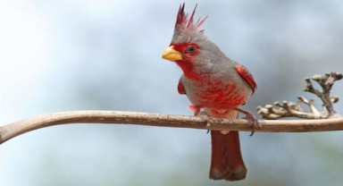 Pyrrhuloxia Kardinal Kuşuna Yakın Renkli Bir Kuş