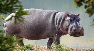 Su Aygırı Görünüşünden Davranışlarına, Afrika'nın Devinden Bilgiler