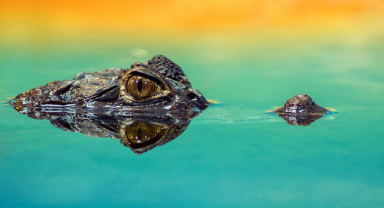 Timsah Gözyaşları Ne Demek