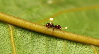 Zombi Karıncalar Doğanın Korkunç Harikası