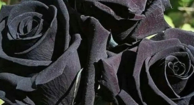 Halfeti'nin Siyah Gül Gizemi