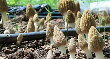 Kuzugöbeği Mantar Türü