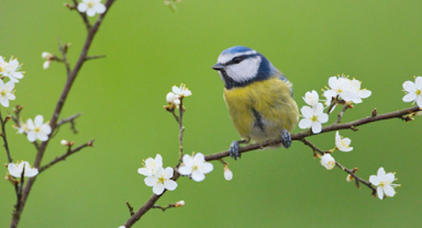 Mavi Baştankara Küçük Kuş, Büyük Önem