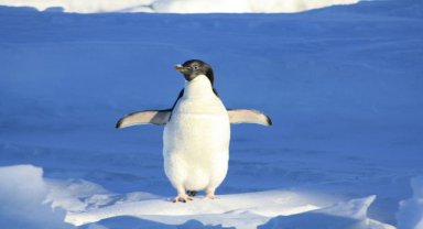 Adelie Pengueni Antarktika'nın Siyah Beyaz Elçileri