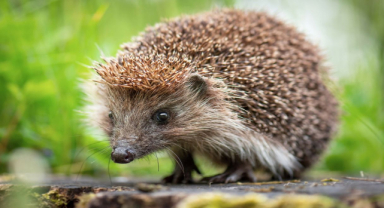 Batı Avrupa Kirpisi