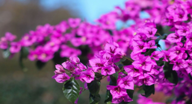 Begonvil Tarihi, Anlamı ve Bakımı