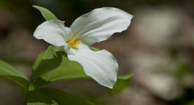 Beyaz Trillium Özellikleri, Yetişme Yerleri ve Kullanımları