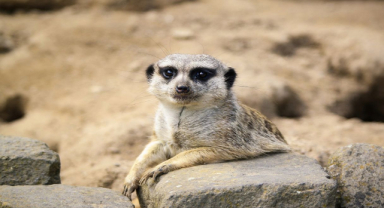 Firavun Faresi: Tehlikeli Yırtıcı, Faydalı Komşu?