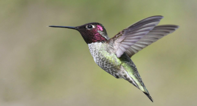 Leucistik Anna's Hummingbird: Nadir Bir Güzellik