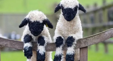 Valais Kara Burunlu: Alplerden Sevimli Devler