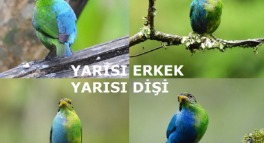 Ginandromorfizm Ne Demek?