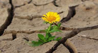 Hayatı Bilinçli Yaşamak