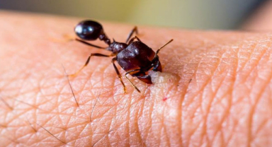 Karınca Isırığı: Belirtiler, Tedavi ve Önleme
