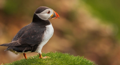 Puffin Kuşları