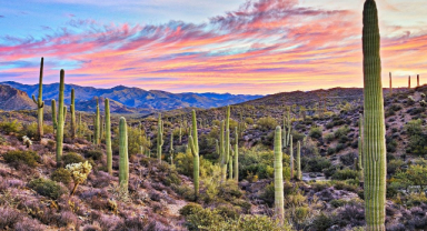 Sonora Çölü Eşsiz Bir Çöl Manzarası