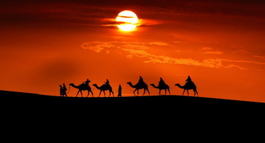 Avustralya'da Deve Sorunu: Tehlike ve Çözüm Araştırması