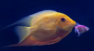 Denizlerin Hijyen Ekibi: Temizlikçi Balıklar