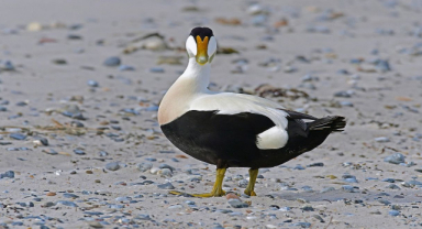 Eider Tüyü