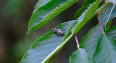 Halyomorpha Halys: Mücadele ve Önleme Rehberi