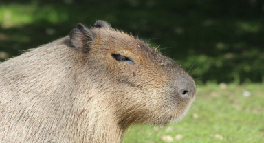 Kapibara: Dev Kemirgen, Sevimli Dost