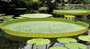 Victoria Amazonica: Dev Nilüferin Büyüleyici Dünyası