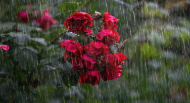 Gül Sayılarının Anlamları