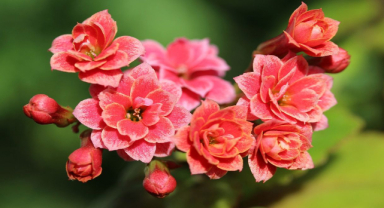 Kalanşo İle İlgili Sözler