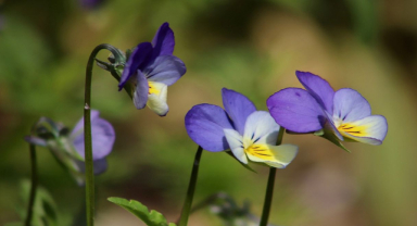 Menekşe İle İlgili Sözler